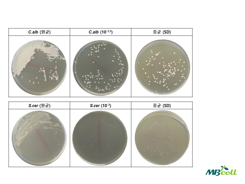 자료실-[QC 자료] Sabouraud Dextrose (SD) Agar with Chloramphenicol No.2 ...